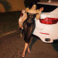 Megan Thee Stallion Costume - Mesh Off Shoulder Bodycon Dress 2023 MTV VMAs Red Carpet Megan Thee Stallion Cosplay